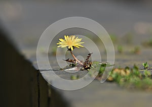 Erbacce O bellissimo Selvaggio fiore?  