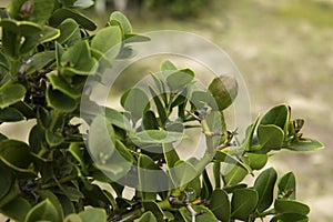 Num Num plant Carissa Macrocarpa