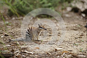 Numbat photo