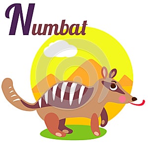 Numbat photo