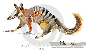 Numbat isolated on white watercolor illustration