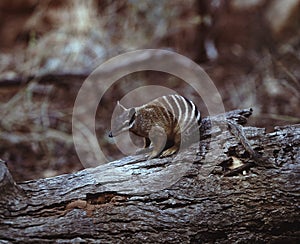 Numbat, Myrmecobius fasciatus, is a very rare marsupials, Australia