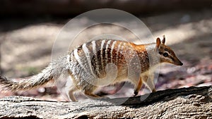 Numbat photo