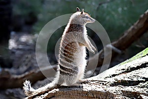 Numbat photo