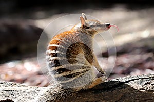 Numbat