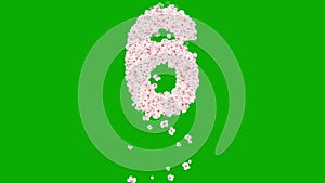 Number 6 with cherry flowers on green screen background