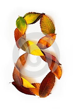 Number 8 of colorful autumn leaves. Cardinal number eight mades of fall foliage. Autumnal design font concept.