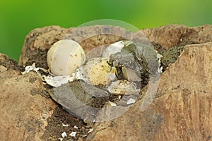 A number of baby Asiatic softshell turtles that have just hatched from eggs.