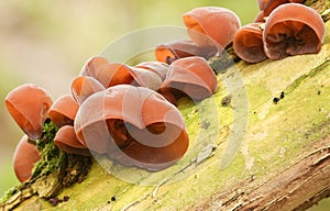 A number of Jew`s Ear Fungi Auricularia auricula-judae growing on a tree.