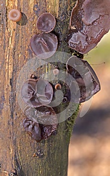 A number of Jew`s Ear Fungi Auricularia auricula-judae growing on a tree.