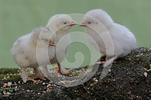 A number of newly hatched chicks are learning to find food on a rock overgrown with moss.