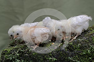 A number of newly hatched chicks are looking for food in the moss-covered ground.