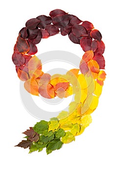 Number nine made with autumn leaves isolated on white.