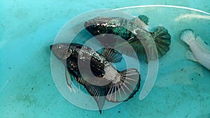 A number of ornamental betta fish are in the aquarium in Poris Jaya, Tangerang City, Banten, Saturday (19-12-2020).