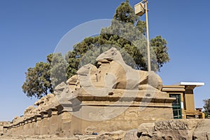 A number of sculptures of sphinx-rams stand on pedestals.