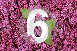 Number six shape on the purple Common Lilac Syringa vulgaris flowers background.