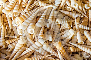 A number of turritella auger seashell