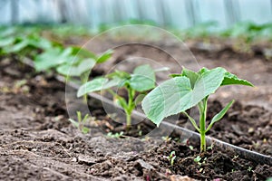 A number of young cucumber plants in a greenhouse with watering