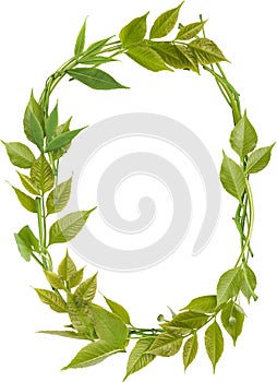 Number zero from branches and green leaves isolated on white