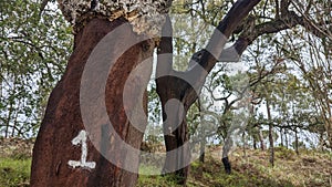 Numbered cork oak trees harvested in Portugal Quercus Suber