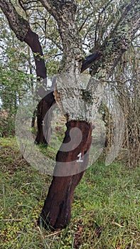 Numbered line of cork oak trees harvested in Portugal Quercus Suber photo