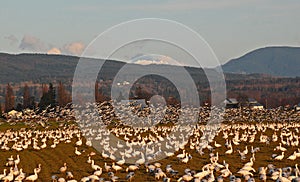 Numberless flock of snow geese