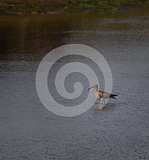 Numenius arquata `Macarico real` a beautiful water bird in Cavado River Estuary, Ofir, Fao, Esposende, Braga. photo