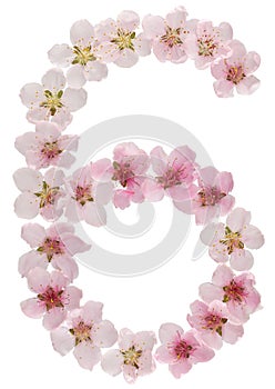 Numeral 6, six, from natural pink flowers of peach tree, isolated on white background