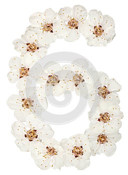 Numeral 6, six, from natural white flowers of apricot tree, isolated on white background