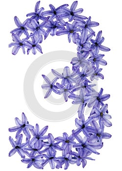 Numeral 3, three, from natural flowers of hyacinth, isolated on white background