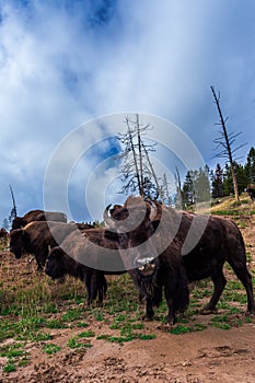 Numerous American Bison / Buffalo in Yellowstone