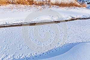 Numerous bird tracks in the snow. Western Siberia