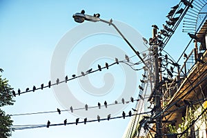 Numerous birds on electrical wire