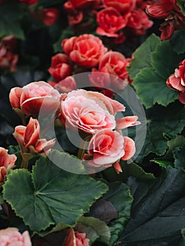 Numerous bright flowers of tuberous begonias