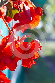 Numerous bright flowers of tuberous begonias