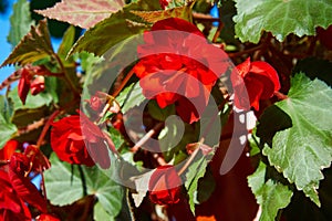 Numerous bright flowers of tuberous begonias