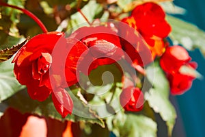 Numerous bright flowers of tuberous begonias