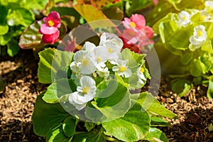 Numerous bright flowers of tuberous begonias Begonia tuberhybri