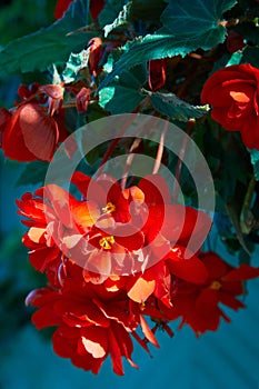 Numerous bright flowers of tuberous begonias Begonia tuberhybrida