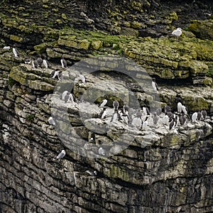 Numerous Common guillemots Uria Aalge nesting on sides of cliffs