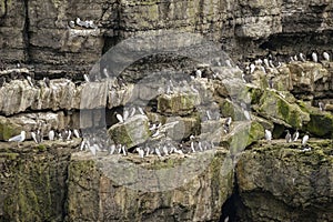 Numerous Common guillemots Uria Aalge nesting on sides of cliffs