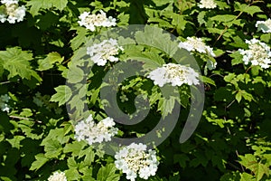 Numerous corymbs of white flowers of Viburnum opulus in May