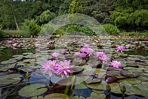 Numerous dark pink waterlilies in a large pond