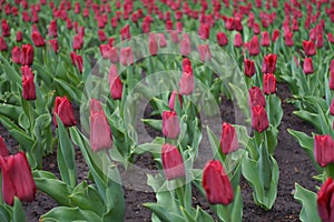 Numerous dark red flowers of tulips