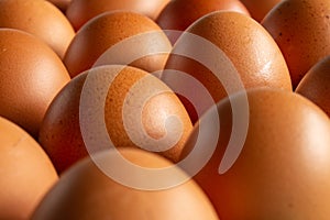 Numerous eggs organized in rows. Concept of organization and power. Organic food