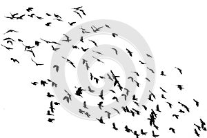 numerous flock of black birds flying isolated on the white background of the sky in the corner