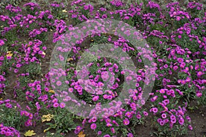 Numerous flowers of magenta-colored Michaelmas daisies in October