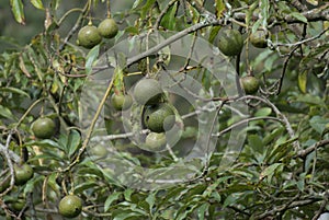 Avocados Ripening on the Tree