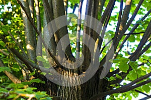 Numerous green branches extending from the tree trunk