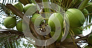 Numerous green coconuts hanging close palm tree, embodying quintessence exotic allure. striking symbol exotic beauty